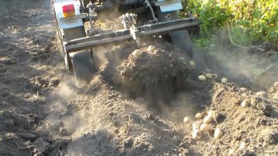 Зачем копать картофель самому? Это сделает минитрактор с картофелесобирателем!