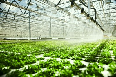 Выращивание овощей: бизнес или пустая затея?