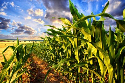 Особенности выращивания кукурузы на участке