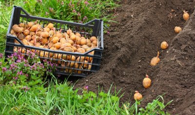 Картопля на маленькій ділянці: секрети вирощування