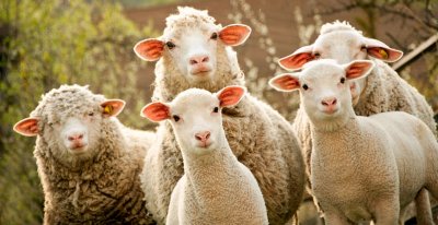 Овцеводство: рентабельность бизнеса в Украине