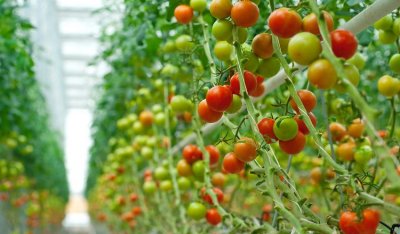 Вирощування тепличних овочів – майбутнє вітчизняного агробізнесу