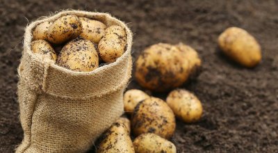 Как поднять урожайность картофеля?
