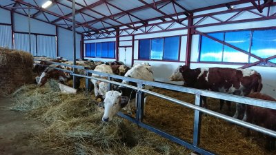 Молочні сімейні ферми збільшують популярність в Україні