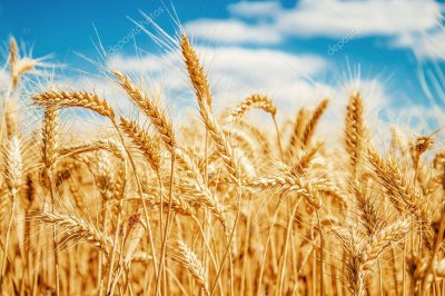 Минагропрод изменит стандарты качества пшеницы
