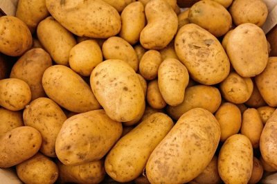 Вирощування картоплі на дачній ділянці